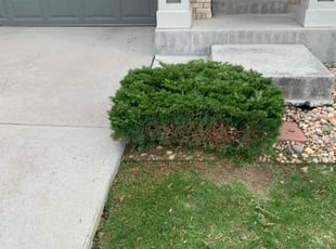 Bush Trimming by Brody Garth for Taylor W. in Aurora, CO
