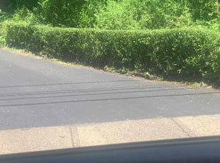 Bush Trimming by Joshua Curet for Joseph E. in Wilkes-Barre, PA