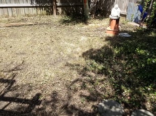 Leaf Removal by Cesar Lopez for Barbara K. in Austin, TX