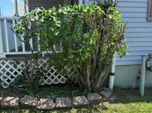 Bush Trimming by Egbert Bickley for Mary M. in Buffalo, NY