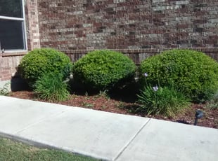 Bush Trimming by Steve Stacy for Alex J. in San Antonio, TX