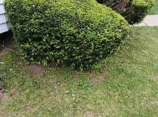 Bush Trimming by Ronald Farmer for Carol T. in Detroit, MI