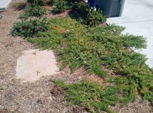 Weeding by Louie Renobato for Anna O. in Clovis, CA
