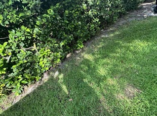 Leaf Removal by Bryan Redmon for Angela B. in Clearwater, FL