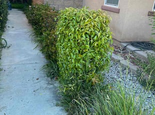 Bush Trimming by Aristeo Valladares for Eric D. in Beaumont, CA