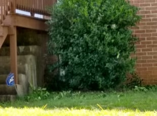Bush Trimming by Dave Henley for Corinne C. in Three Chopt, VA