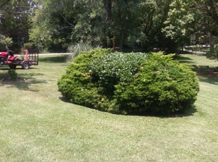 Bush Trimming by Leroy Jones for Sarah S. in Atlanta, GA