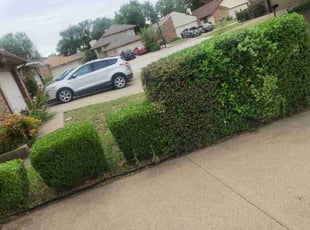 Bush Trimming by Manuel Solis Soto for Terry T. in Garland, TX