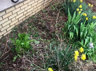 Cleanups by Otis Brown for ANGELA W. in Cleveland, OH