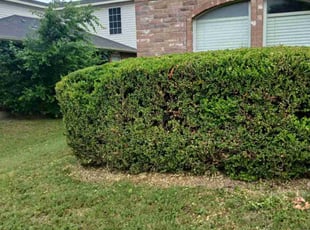 Bush Trimming by Jesus Valencia for Mark R. in McKinney, TX