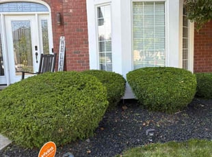 Bush Trimming by Maurice Williams for Tomeka H. in Frankfort, IL