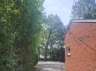 Bush Trimming by Brett Cameron for Tony M. in Richmond, VA