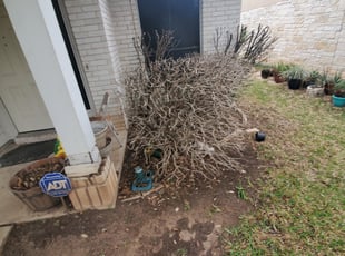 Bush Trimming by Patrick Gordon for Tim D. in Leander, TX