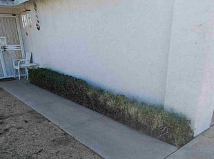 Bush Trimming by Marvin Gray for Kelly N. in Glendale, AZ