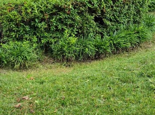 Bush Trimming by Joshua West for Tim T. in Richmond, VA