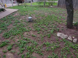 Leaf Removal by Reginaldo Perez for Eric F. in Austin, TX