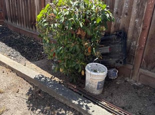 Cleanups by Maria Almendra for Sarah G. in Pleasanton, CA