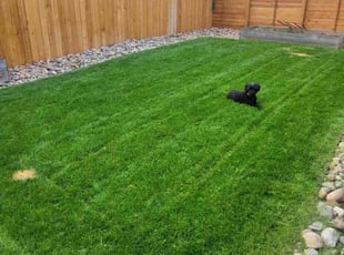 Kathy C.'s Lawn Service service result