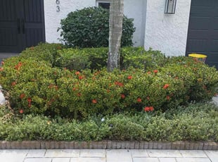 Landscaping by Skye Brisco for Anna D. in Boca Raton, FL