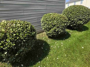 Bush Trimming by Devin Kemp for Robert A. in Myrtle Beach, SC