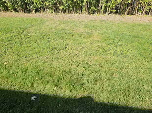 Bush Trimming by Heather Mehlhorn for Keir H. in Rochester, NY