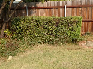 Bush Trimming by Tracy Spencer for Colleen M. in Carmichael, CA