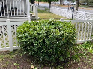 Bush Trimming by Jay Chavez for Douglas G. in Auburn, WA