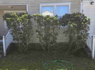 Bush Trimming by Chad Oliver for Ambe N. in New Orleans, LA