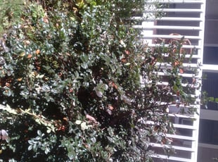 Bush Trimming by Patrick Thompson for Eric H. in Duluth, GA