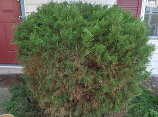 Bush Trimming by Terrill Williams for Thomas M. in Newport News, VA