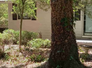 Bush Trimming by Lionel Lee for Angela G. in Atlanta, GA