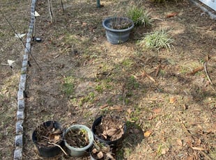 Weeding by Robert Johnson for Anatalio G. in Kissimmee, FL