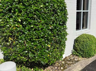 Cleanups by Antonio Simmons for Ian L. in Norfolk, VA