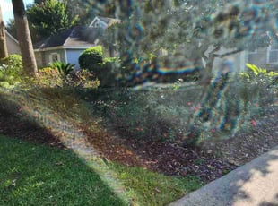 Bush Trimming by Christopher Harper for Flora R. in Gainesville, FL