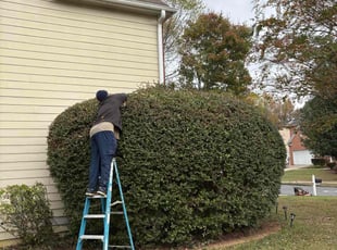 Bush Trimming by Daniel Burse for Dianna S. in Marietta, GA