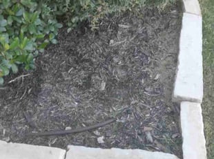 Weeding by Jose Martinez for Michael P. in Fort Worth, TX