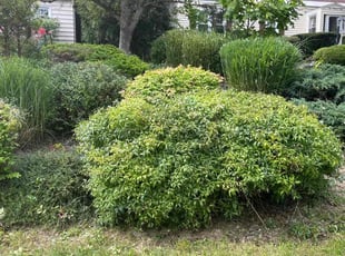 Cleanups by William Terry for Jordan Y. in Syracuse, NY