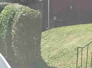Bush Trimming by Bob Gilbert for Dominic S. in Pittsburgh, PA