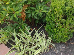 Weeding by Diego Gonzalez for Travis P. in Richmond, TX