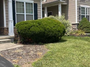 Bush Trimming by Carlos Bermudez for Jimi Y. in Columbus, OH