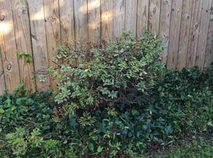 Bush Trimming by Allan Roberts for Patrick B. in Washington, DC