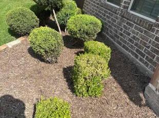 Weeding by Patrick Stewart for Shelley T. in McKinney, TX