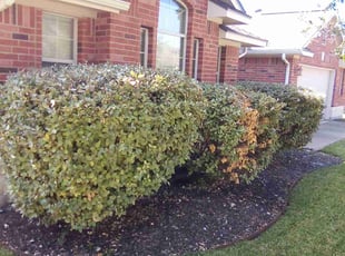 Bush Trimming by Ed Wattis for Ian K. in Pflugerville, TX