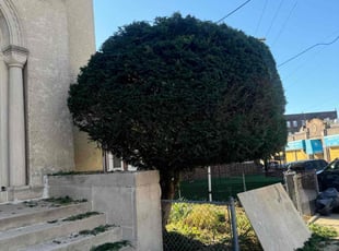 Bush Trimming by Norberto Soto for Helen T. in Philadelphia, PA