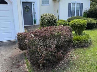 Bush Trimming by Travis Hoggard for Candace B. in Douglasville, GA