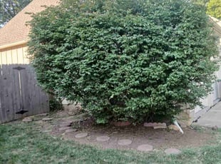 Bush Trimming by Brent S for Jeane P. in Lenexa, KS