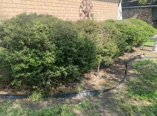 Bush Trimming by Warren Carter for Stephanie H. in Spring, TX