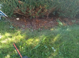 Bush Trimming by Kevin Rhyne for Charles F. in Madison, WI