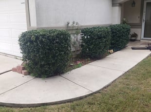 Bush Trimming by Marcus Resendes for Regina M. in San Antonio, TX