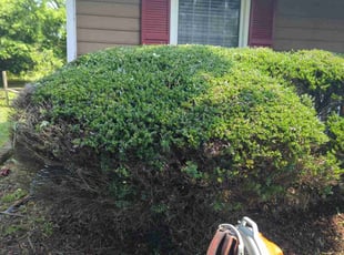 Bush Trimming by Ismael Galvez for Karina H. in Monroe, NC